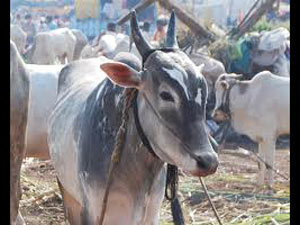 முல்லைப்பெரியாறு விவகாரம் ; கறிமாடுகள் கிடைக்காமல் கேரள வியாபாரிகள் திணறல்