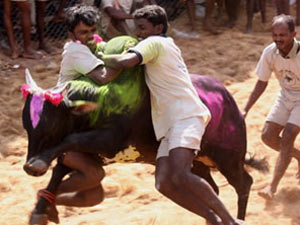 Jallikattu Jallikattu