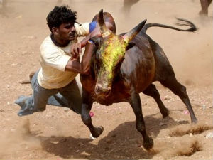 Jallikattu Jallikattu