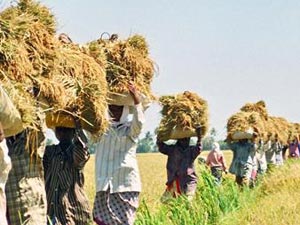 நெல் அறுவடைப் பணிகளுக்கு ஆளில்லை-தமிழகத்திலிருந்து வரவழைக்கும் கேரள அரசு ந