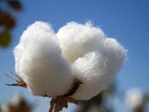 Cotton Cotton