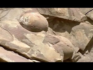 Dinosaur Eggs Dinosaur Eggs