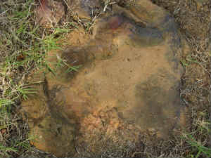 Dinosaur footprint found at NASA center Dinosaur footprint found at NASA center