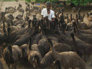 Emu Bird Emu Bird