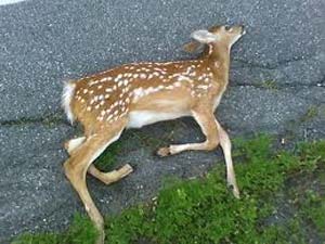 Dead Deer Dead Deer