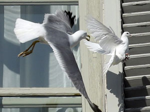 Pope's dove of peace almost ends in pieces Pope's dove of peace almost ends in pieces