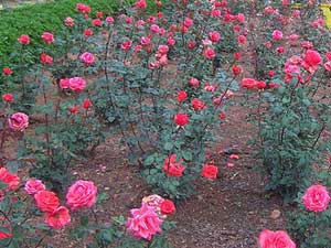 Valentine's day: Nilgiris flowers ready to fly Valentine's day: Nilgiris flowers ready to fly