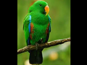 Parrot Parrot