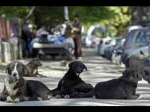 Stray Dogs Stray Dogs