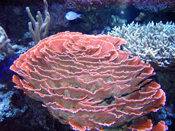 Corals