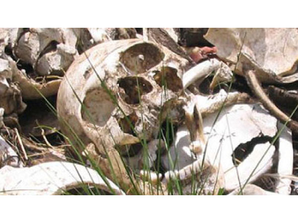 Matale mass grave