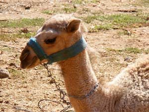 Camel Camel