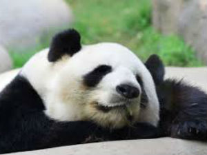 Edinburgh panda artificially inseminated with dead male's sperm Edinburgh panda artificially inseminated with dead male's sperm