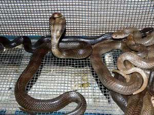 Vietnam police seize 53 king cobras from car Vietnam police seize 53 king cobras from car