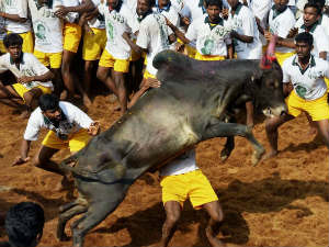 Sivaganga temple festival: 3 killed in Manju virattu Sivaganga temple festival: 3 killed in Manju virattu
