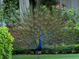 Police Say Man Sexually Abused His Peacock Police Say Man Sexually Abused His Peacock