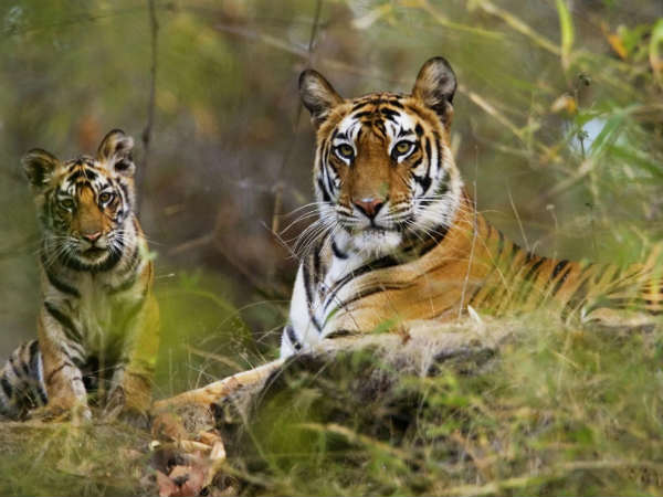 புலி