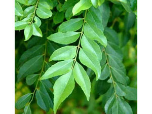 UK Indians yarn for curry leaves UK Indians yarn for curry leaves
