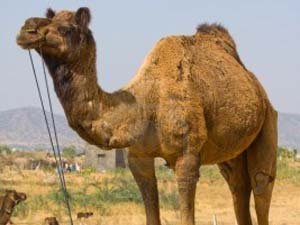 Amul camel milk, from Kutch Amul camel milk, from Kutch