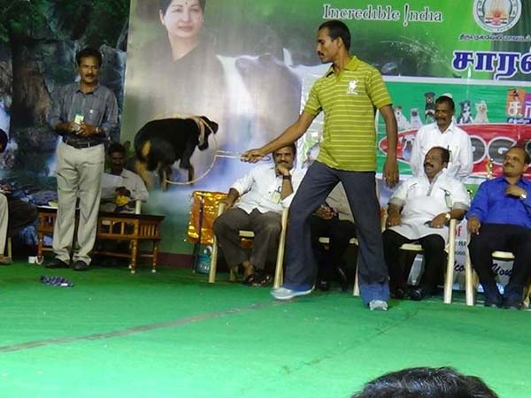 அசத்திய நாய்