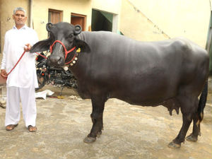 Buffalo gives BMW a run for its money, sold for Rs. 25 lakh Buffalo gives BMW a run for its money, sold for Rs. 25 lakh