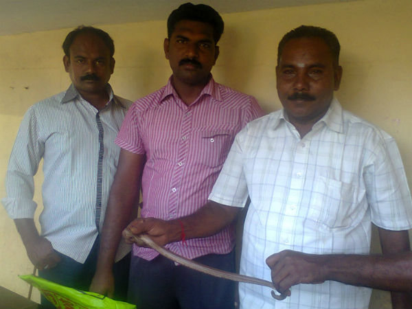 கேரளாவுக்கு கடத்த முயன்ற 2 அடி மண்ணுள்ளி பாம்பு பறிமுதல்