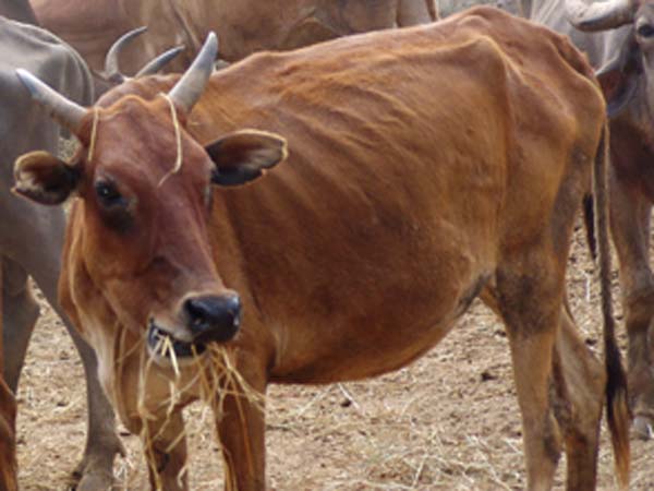 Gopalgarh: 10 cows die of food poisoning at ashram Gopalgarh: 10 cows die of food poisoning at ashram