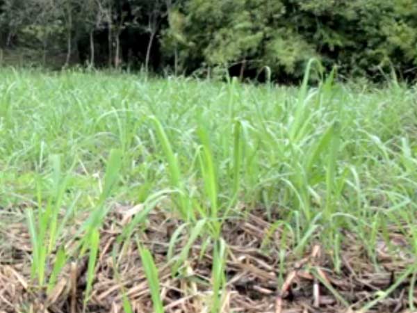 அறுவடைக்கு முன்