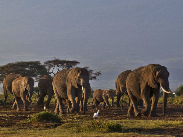 Zimbabwe elephants poisoned by poachers in Hwange Zimbabwe elephants poisoned by poachers in Hwange