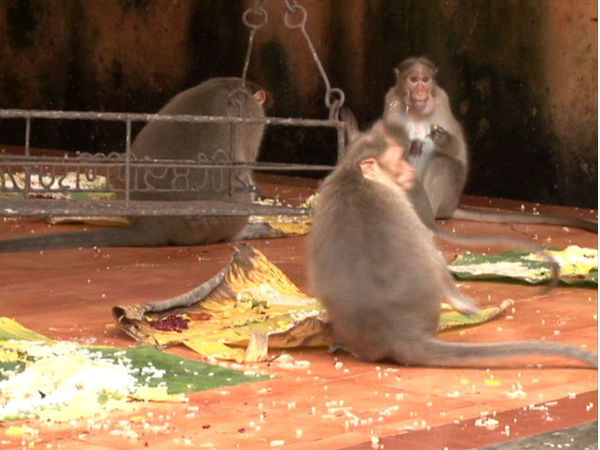 Feeding monkeys, a part of Onam celebrations to these Keralites Feeding monkeys, a part of Onam celebrations to these Keralites