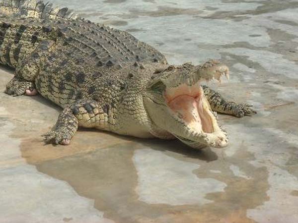 அய்யய்யோ... முதலை....