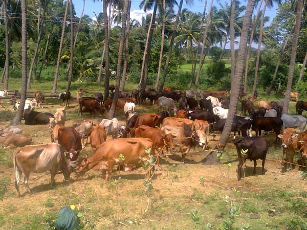 கேரளா மாடுகளுக்கு நோய் தாக்குதல் எதிரொலி... தமிழக மாடுகளுக்கு தடை