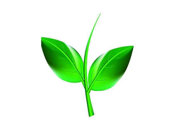 என்னென்ன இலைகள்