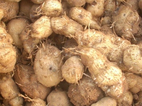 Image result for கிழங்கு