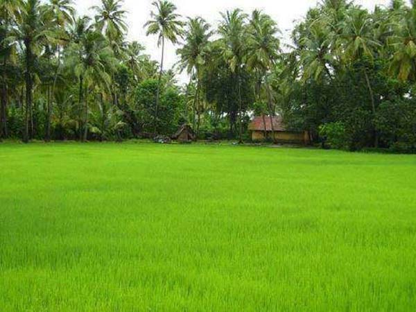 அழிந்து விடும் விவசாயம்