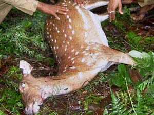 4 deers found dead in IIT campus in a single day 4 deers found dead in IIT campus in a single day