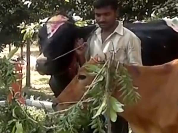 மாடுகளுக்கு உணவு அளித்து,..