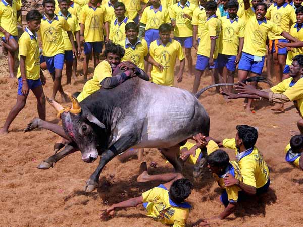 ஜல்லிக் கட்டுகள்