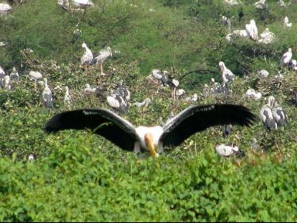 Monitoring of birds and habitats from January 24 Monitoring of birds and habitats from January 24