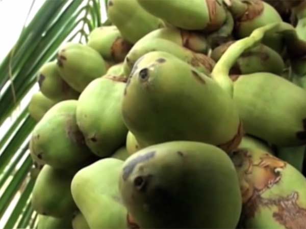 தேங்காய் தட்டுப்பாட்டில் தவிக்கும் தென்னை மர தேசம் கேரளா...!