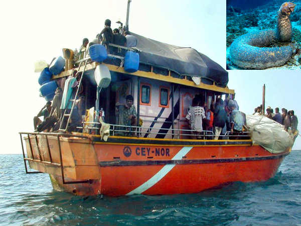 Lankan boat seized for fishing sea cucumber, 16 men held Lankan boat seized for fishing sea cucumber, 16 men held