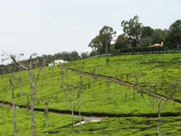 கோடநாடு எஸ்டேட்
