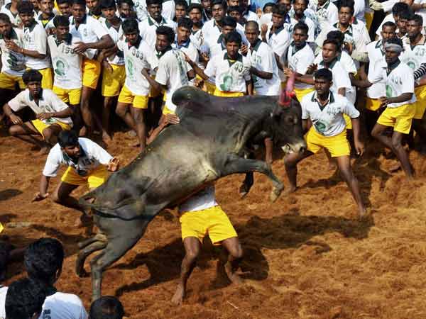 SC stands up for animal rights, bans Jallikattu: Black flag hoisting in Alanganallur SC stands up for animal rights, bans Jallikattu: Black flag hoisting in Alanganallur
