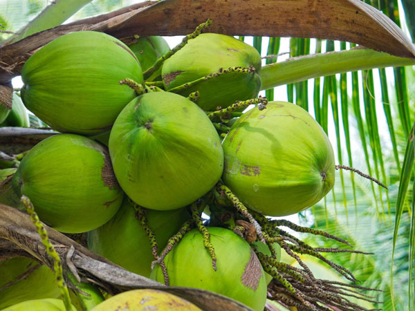 Goa Tourism - Coconut & Cashew Festival Press Note Goa Tourism - Coconut & Cashew Festival Press Note