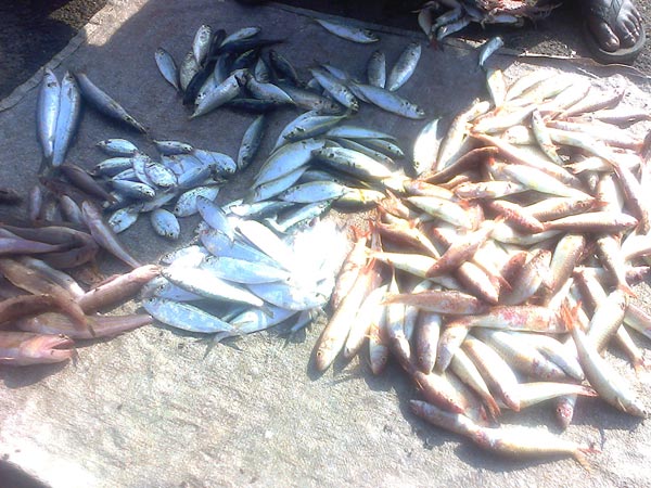 Rising seafood prices worry consumers in Tuticorin Rising seafood prices worry consumers in Tuticorin