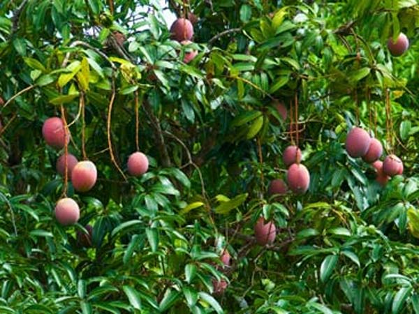 புற்றுநோய் மருந்து