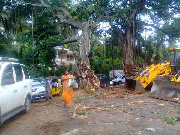 ராட்சத ஆலமரம்