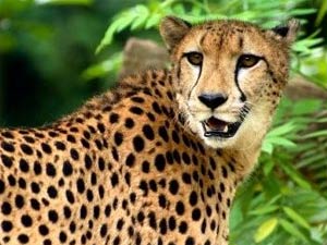 Near Tambaram the people are afraid of leopard Near Tambaram the people are afraid of leopard