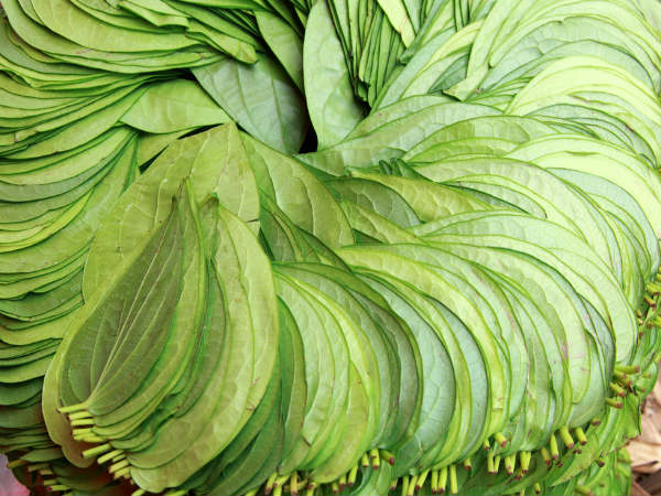 After mangoes, European Union may ban paan from India After mangoes, European Union may ban paan from India