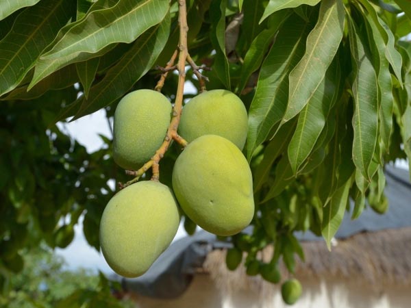 கடும் வெயிலால் உதிர்ந்த இலைகள்